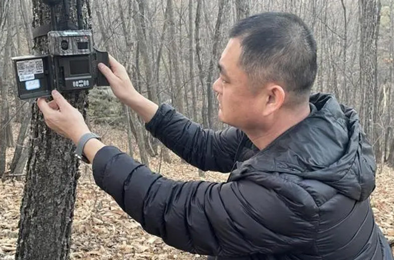 守護自然之眼、共筑綠色生態(tài)——密山市林業(yè)和草原局應(yīng)用優(yōu)威視訊紅外相機技術(shù)開展野生動物監(jiān)測保護工作