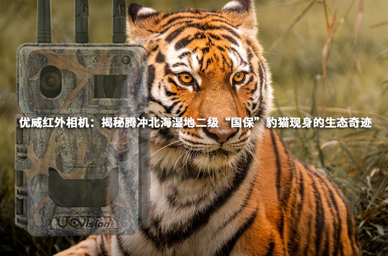 優(yōu)威紅外相機：揭秘騰沖北海濕地二級“國保”豹貓現(xiàn)身的生態(tài)奇跡