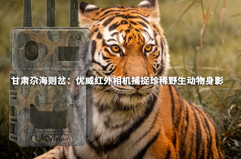 甘肅尕海則岔：優威紅外相機捕捉珍稀野生動物身影