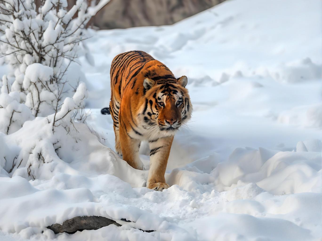 1749623474837244.jpg 5df32151-bb89-4d15-a349-2c8c0fca9045.jpg